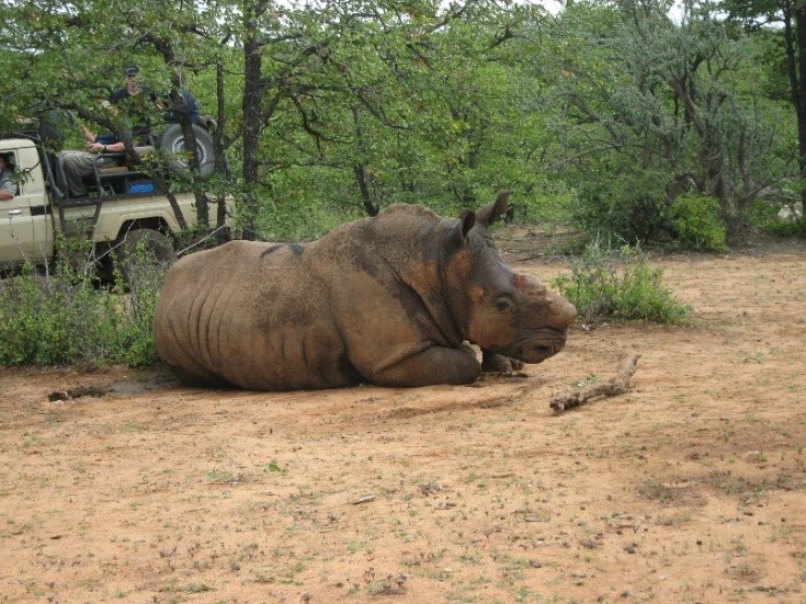Fig1-African-white-rhinos.jpg