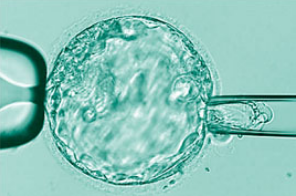 Вебинар «Биопсия эмбрионов: практические аспекты»