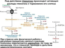 Поклеточное секвенирование  РНК идентифицирует молекулярные мишени , связанные с плохими показателями созревания ооцитов IN VITRO, полученных при стимуляции яичников 