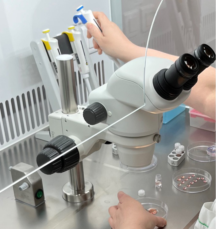 Получение эмбрионов КРС in vitro в лаборатории