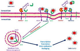Поклеточное секвенирование РНК-факторов проникновения SARS-COV–2 в клетки эндометрия до зачатия 
